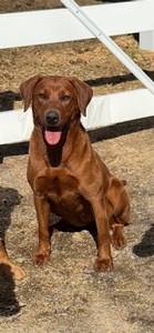 Legacy's Wild Red River